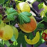 国華園　果樹苗　キイチゴ　グズベリー　インビクタ　1株【※発送が国華園からの場合のみ正規品です】