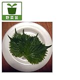 青しそ[アオジソ・青紫蘇]3～3.5号 6ポットセット[家庭菜園に] ノーブランド品