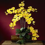 胡蝶蘭シルクOrchid Flower w /葉6 stems )