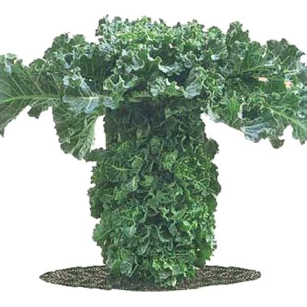 Amazon プチベール グリーン 10 5cmポット苗 非結球芽キャベツ 鉢