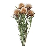 東京堂 ドライフラワー プルモッサム DE017716