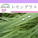 SAFLAX - レモングラス - 50 個の種。 - Cymbopogon flexosus