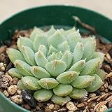 セトーサ 7.5cmポット エケベリア Echeveria setosa 福岡県産 多肉植物 多肉 観葉植物 インテリアグリーン 寄せ植えに