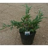 ブルーカーペット 5号ポット 10本セット