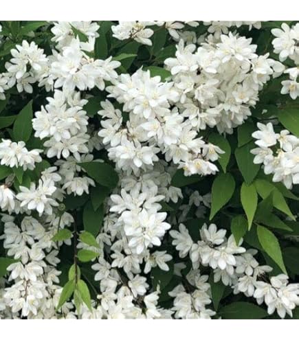 Amazon.co.jp: 希少 カカオ苗木 チョコレートの木 : DIY・工具・ガーデン