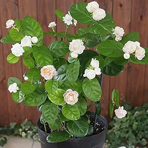 Amazon はなみどり バラ咲き香りジャスミン マツリカ ピカケ 花苗 1ケース 24株入り Diy 工具 ガーデン