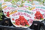 【庭木苗】【まとめ買い】　リンゴンベリー　2ポットセット　3.5寸苗　　【送料込価格】
