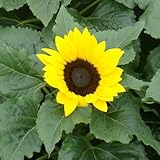 ひまわり：グッドスマイル3号ポット 4株セット[超わい性種] ノーブランド品