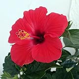 ハイビスカス：レッドスター 5号鉢植え[赤いハイビスカスの代表的な品種] ノーブランド品