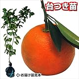 国華園　果樹苗　カンキツ　ダイダイ　台つき苗　1株