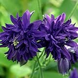 八重咲オダマキ：ブルーバロウ3号ポット3株セット ノーブランド品