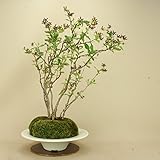 いよじ園 【】 鴎蔦/カモメヅタ 大品盆栽【父の日ギフト】