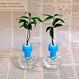 「良縁を結ぶ梛(ナギ)の木」と　カラフル容器　2セット　【受験生を応援・合格祈願 】　風水で勉強運アップ　【土なし　清潔　水やり簡単　セラハイト】　梛の木は、「NHK大河ドラマ　女城主　直虎」で「愛し