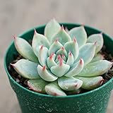 モモタロウ 桃太郎 7.5cmポット エケベリア Echeveria cv. Chihuahualinze チワワリンゼ 福岡県産 多肉植物 多肉 観葉植物 インテリアグリーン 寄せ植えに