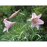 【ノーブランド品】ササユリ(笹百合）：紀州ササユリ3号ポット[開花見込球]