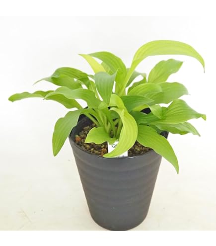 Amazon｜黄金チリメンカズラ 盆栽 ガーデニング 園芸用品｜観葉植物