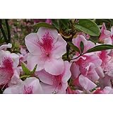 平戸ツツジ：桃花一重5号ポット5株セット[ヒラドツツジ] ノーブランド品