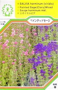 Amazon 種子 ペインテッドセージ 三笠園芸のタネ ハーブ