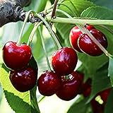 国華園　果樹苗　サクランボ　アメリカンチェリー　1株【※発送が国華園からの場合のみ正規品です】