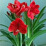 Big True Amaryllis Bulbs Indoor&Outdoor Potted Flowers plants,flower bulbs Survival Rate is High (no