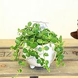 観葉植物　多肉植物：カランコエ　フィフィ*モダン足付　ホワイト柄