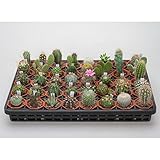 ザ・カクタス2号プラ鉢植え40株セット[サボテンのアソートセット]