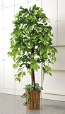 観葉植物　ベンジャミン　高さ：約160cm　天然木使用