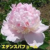 特選品種を厳選紹介！宿根草 芍薬 ( シャクヤク )変わり咲き特選品種 芽付12cmポット苗【エデンスパフューム】