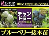 ブルーベリー 苗 チャンドラー ノーザンハイブッシュ系　接ぎ木苗 【ブルーインパルス】 blueberry