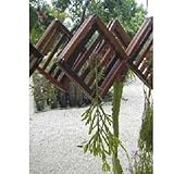 正方形フラットマウント8 x 8 ( QTY 2 ) Orchid Plant / Staghorn fern wood飾り板[ wds004 ]