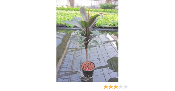 Amazon Co Jp 水耕栽培 苗 パープルコンパクタ ロング ホーム キッチン