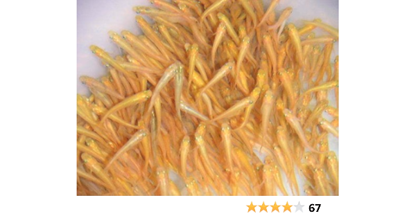 Amazon ヒメダカ 100匹 エサ用 死着補償有り 地域限定 只今クール便代込価格 フィッシュジャパン 餌 通販