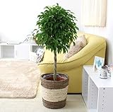 ベンジャミン トピアリー 8号鉢+ストライプバスケット鉢カバー