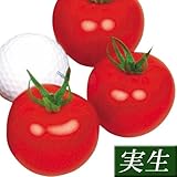 国華園　実生野菜苗　中玉トマト　F1フルーツボール　2株【※発送が国華園からの場合のみ正規品です】