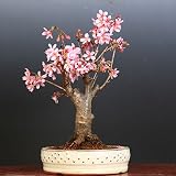 桜盆栽：特選雅桜*