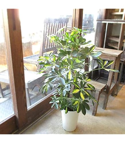 Amazon.co.jp: シェフレラ ムーンドロップ 抜き苗 : DIY・工具・ガーデン