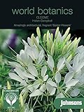 英国ミスターフォザーギルズシード＆ジョンソンシード World Botanics Cleome Helen Campbell クレオメ・ヘレン・キャンベル