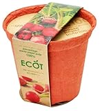 エコットＭ　ラディッシュ