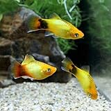 (熱帯魚)ゴールデン・ミッキーマウスプラティ(4匹) 本州・四国限定[生体]