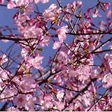 【ノーブランド品】桜[サクラ・ヤマザクラ系]：紅山桜(ベニヤマザクラ)接木苗4～5号ポット