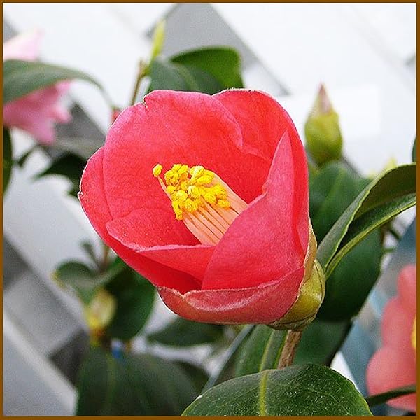 Amazon 椿 ツバキ 三河雲竜 植木