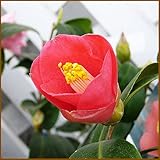 椿(ツバキ) 三河雲竜