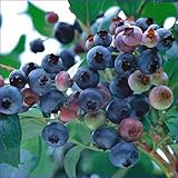 ブルーベリー苗木　ホームベル＜ラビットアイ系＞（2年生）