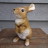 野川農園ラビットN