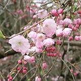 桜 苗木 雨情しだれ 12cmポット苗 さくら 苗 サクラ