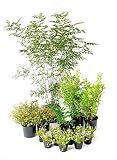 オンリーワン　エントランス向け植栽セット　ブリーゼ　シマトネリコ　やさしい景色　UN6-SET08