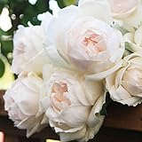 F＆Gローズ：カショウ（華宵）大苗6号鉢植え[ネオ モダン シリーズ] ノーブランド品