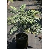 ヒイラギナンテン (柊南天) 5号ポット (小)