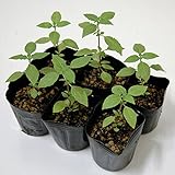 ハーブ　ホーリーバジル苗（トゥルシー苗）６本セット