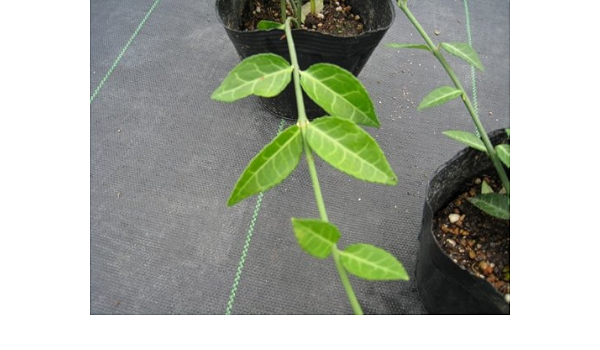 Amazon 6か月枯れ保証 つる性 アメリカツルマサキ コロラータス 0 2m 300本セット 植木